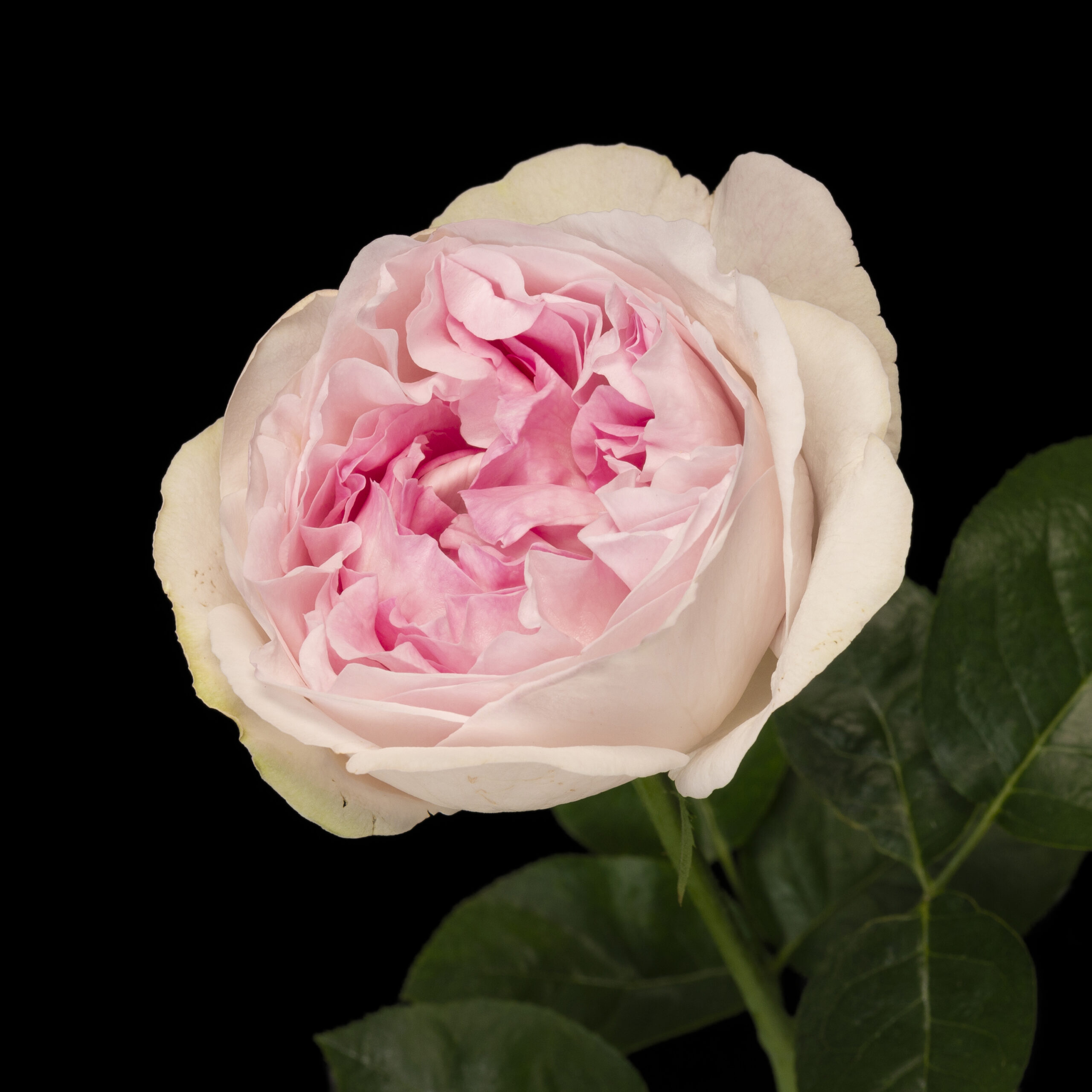 Rose Collection | 心を動かすバラ：市川バラ園