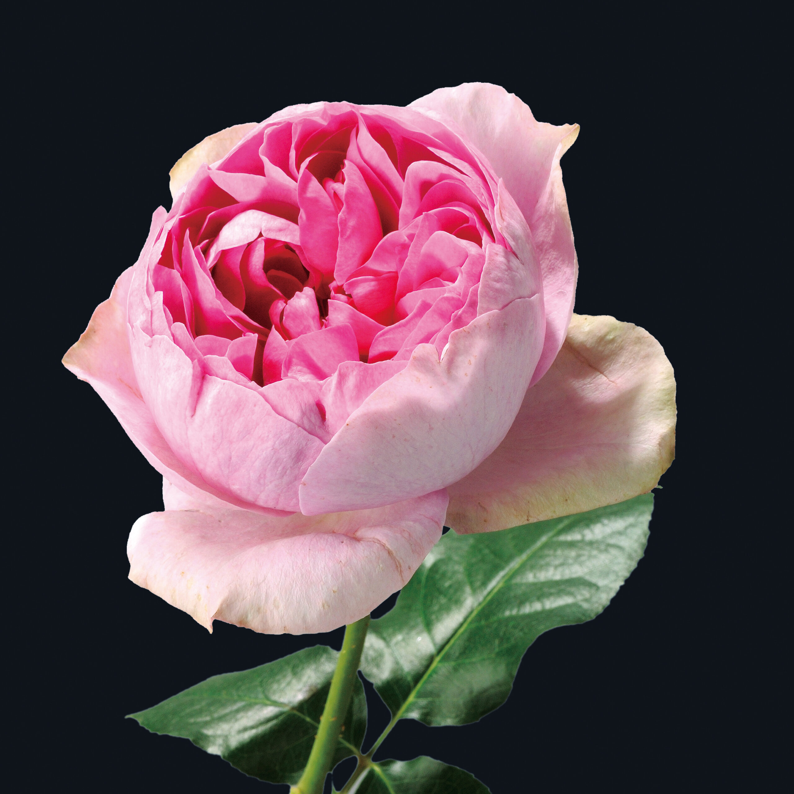 Rose Collection | 心を動かすバラ：市川バラ園